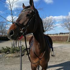 Trakehner Løvegårdens Mads Wito 