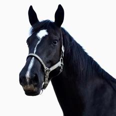 Oldenborg Oline Hedegaard