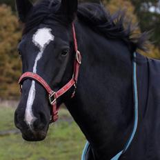 Oldenborg Oline Hedegaard