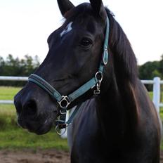 Oldenborg Reve De Bébé // Star