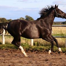 Oldenborg Reve De Bébé // Star