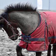 Islænder Freyfaxi fra Jordsby (Faxi)