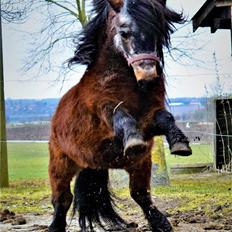 Anden særlig race Klaus *pony*