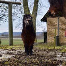 Anden særlig race Klaus *pony*