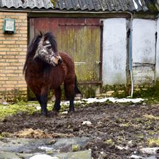 Anden særlig race Klaus *pony*