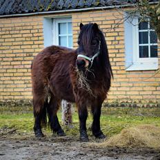Anden særlig race Andrea