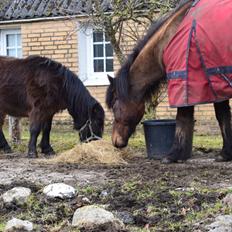 Anden særlig race Andrea