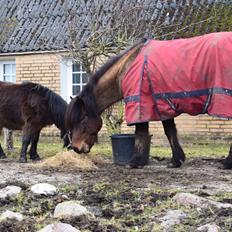 Anden særlig race Andrea