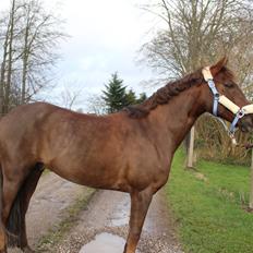 Anden særlig race Siegård's Achilleus