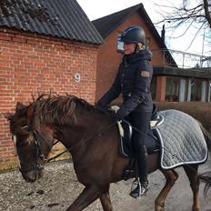 Anden særlig race Siegård's Achilleus