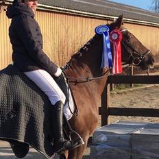 Anden særlig race Siegård's Achilleus