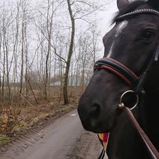 Tysk Varmblod Madita