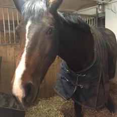 Dansk Varmblod Heartbreaker's Queenie