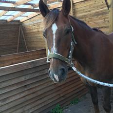 Anden særlig race Zantox