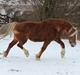 Welsh Cob (sec D) Lillelund's miss harmonie