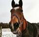 Dansk Varmblod Boston's aspirant (Bosse)