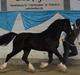 Welsh Pony af Cob-type (sec C) Hulda I Am Black Jack