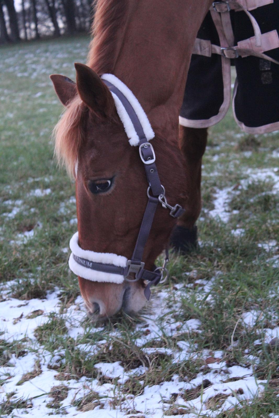 Anden særlig race | UN billede 12