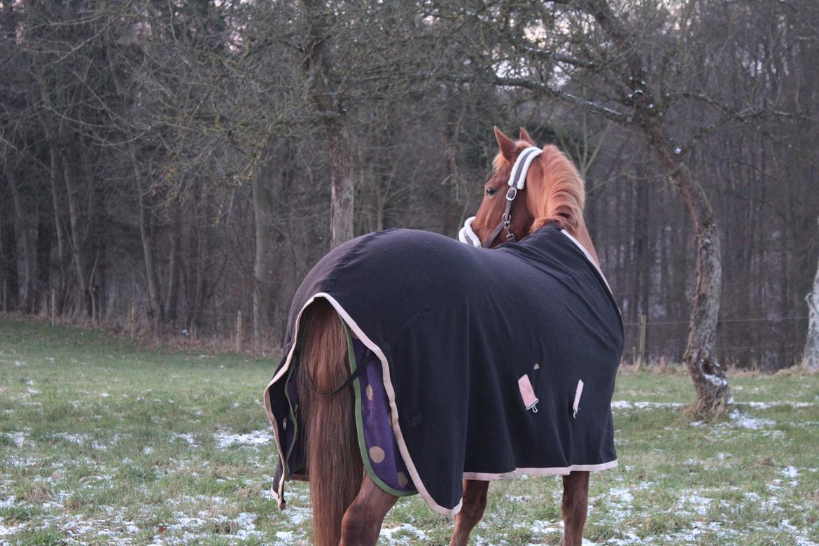 Anden særlig race | UN billede 8