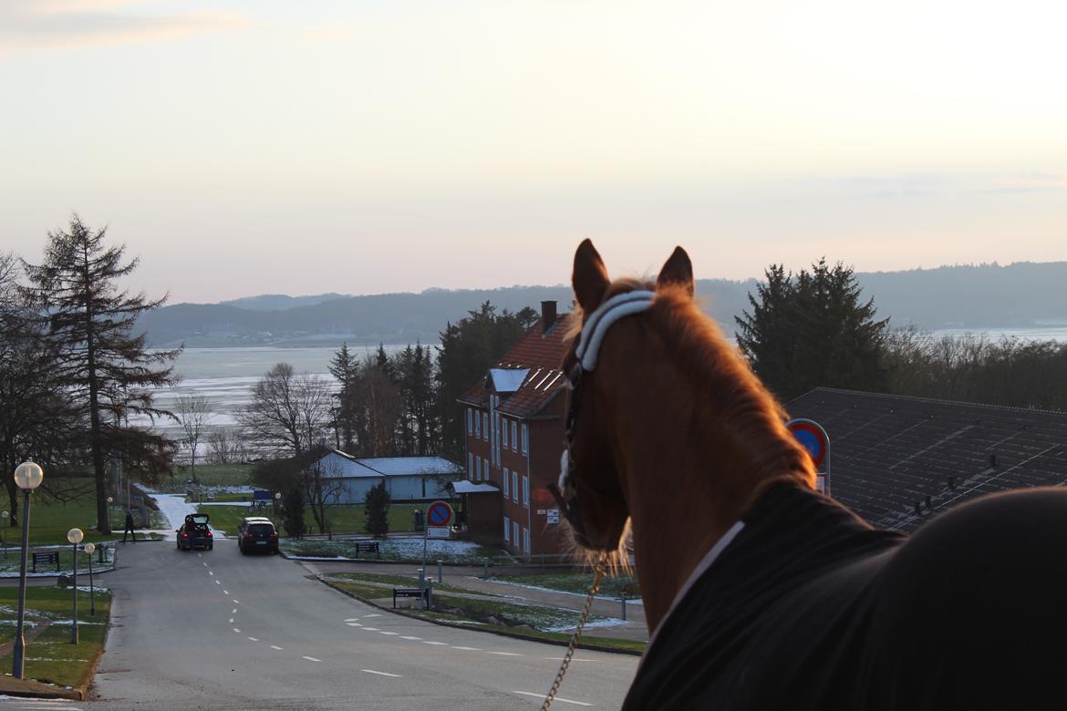 Anden særlig race | UN - Vejlefjordskolen. billede 5