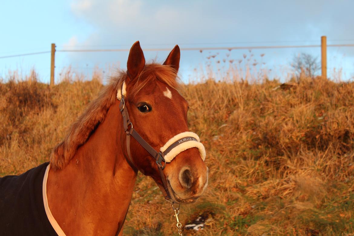Anden særlig race | UN billede 16