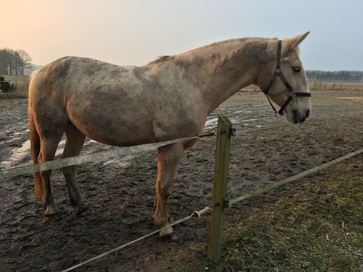Frederiksborg Sonnerupgårds Isabel FR 8676 billede 14