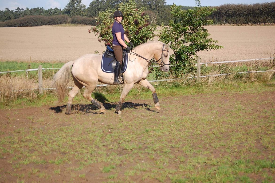 Frederiksborg Sonnerupgårds Isabel FR 8676 billede 15