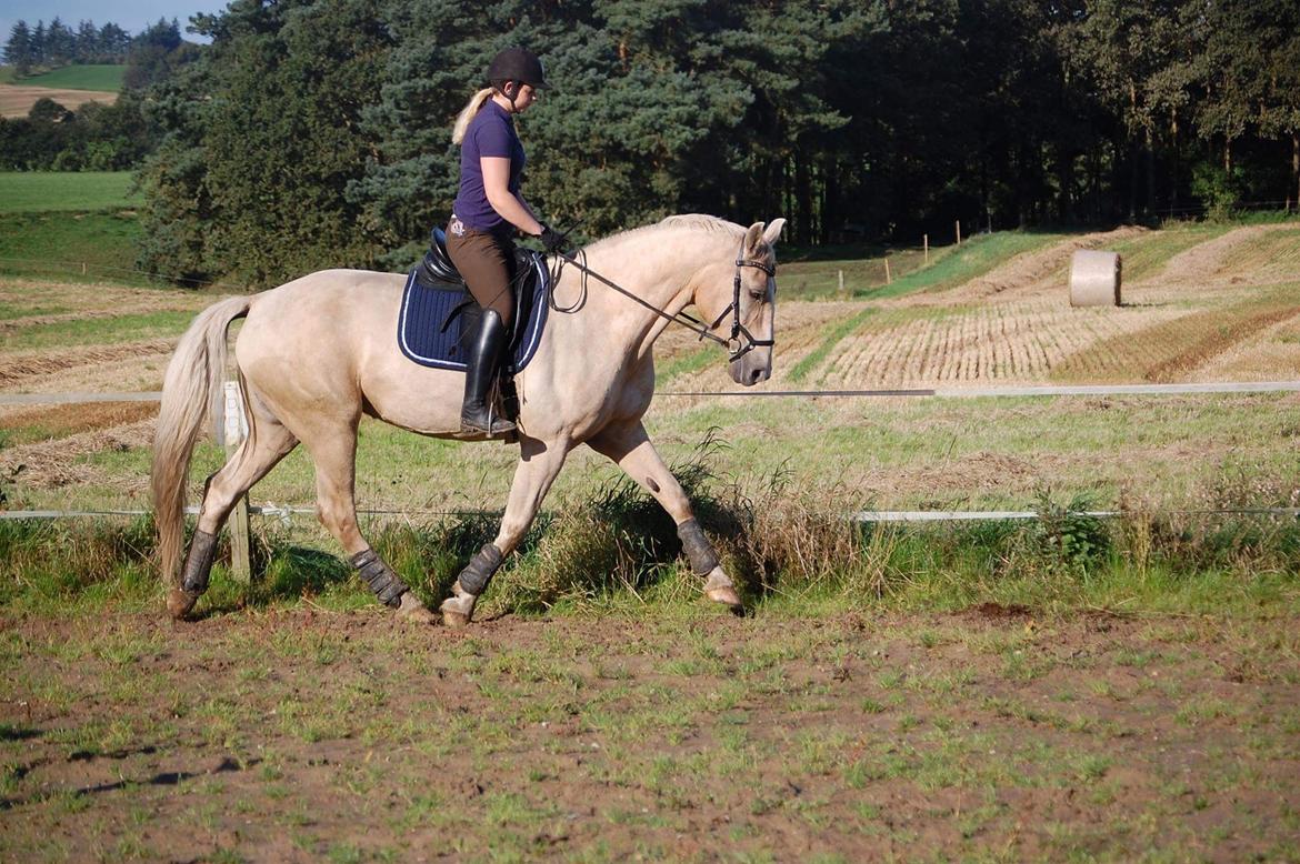 Frederiksborg Sonnerupgårds Isabel FR 8676 billede 16