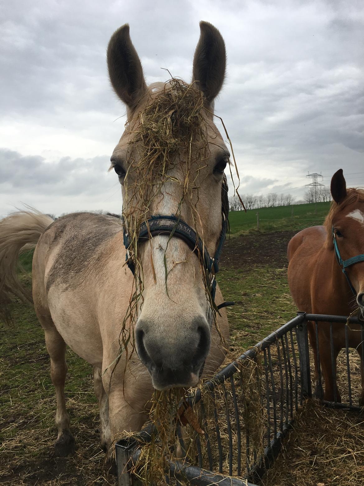 Frederiksborg Sonnerupgårds Isabel FR 8676 billede 17