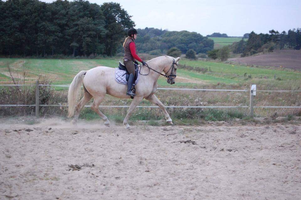 Frederiksborg Sonnerupgårds Isabel FR 8676 billede 18