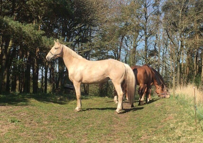 Frederiksborg Sonnerupgårds Isabel FR 8676 billede 19