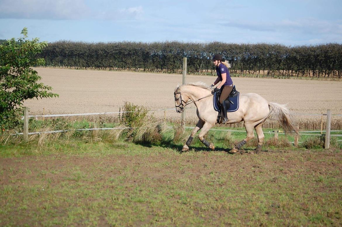 Frederiksborg Sonnerupgårds Isabel FR 8676 billede 20