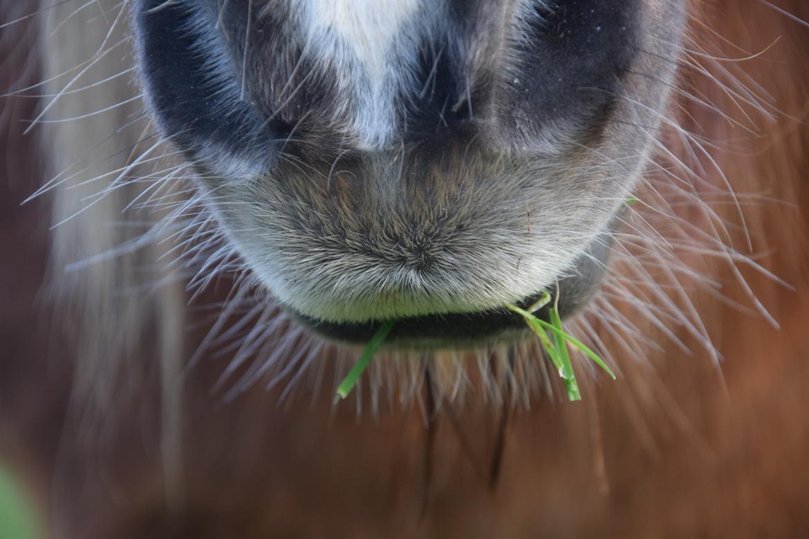 Shetlænder Krabbes kasandra billede 6