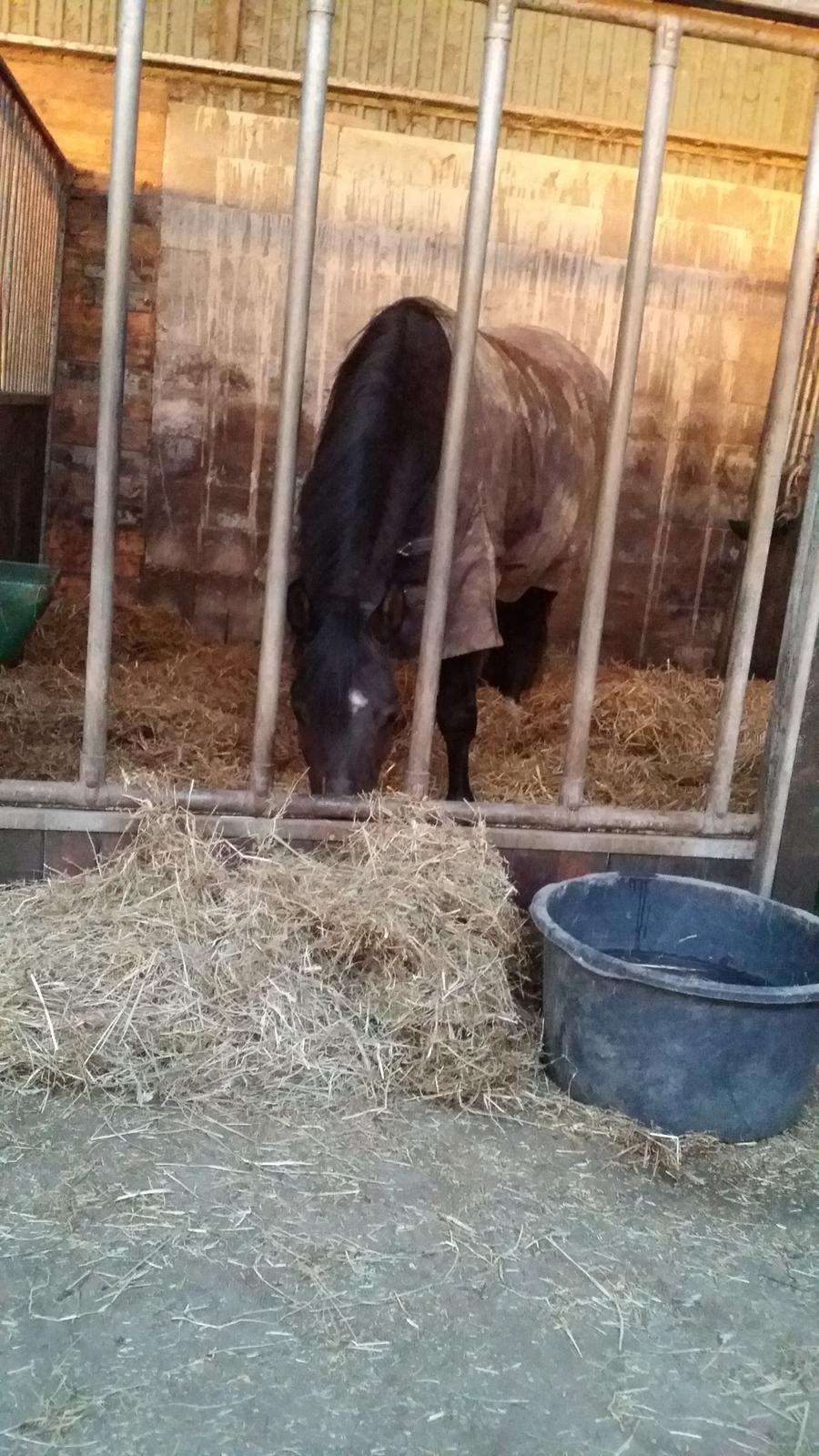 Dansk Varmblod °Cheila Skovly° billede 12