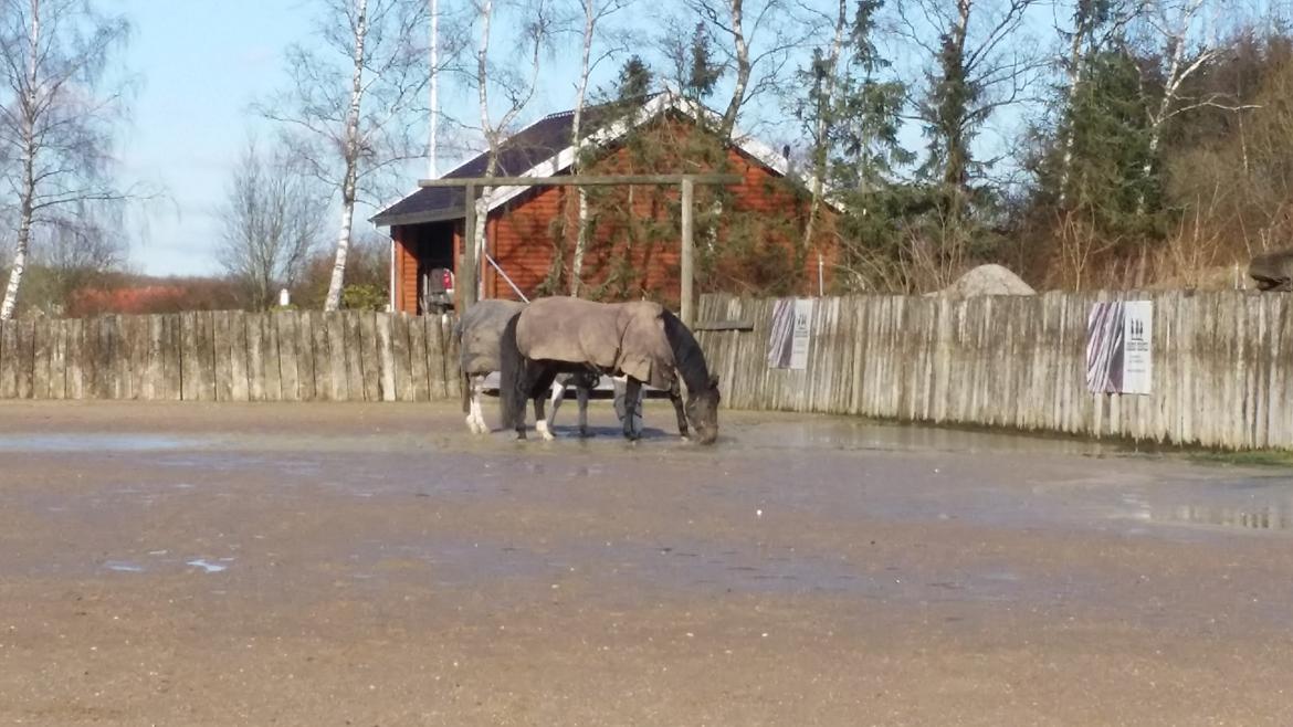 Dansk Varmblod °Cheila Skovly° billede 13