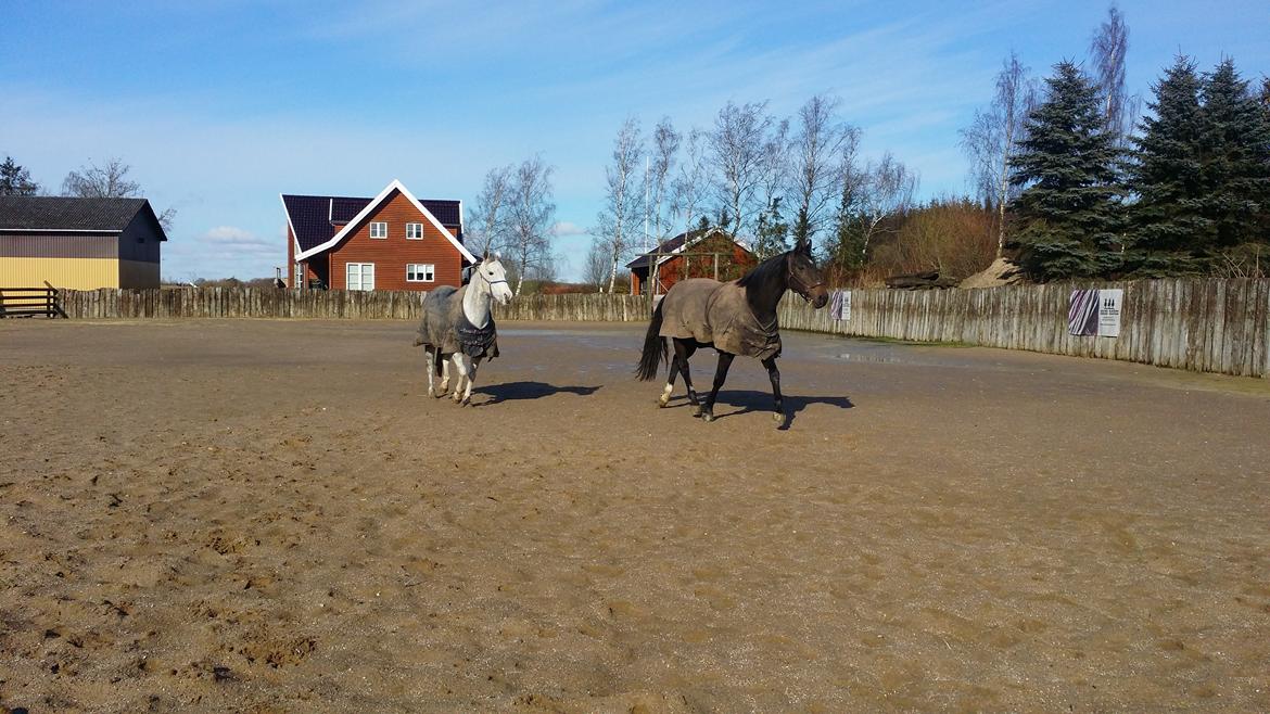 Dansk Varmblod °Cheila Skovly° billede 14