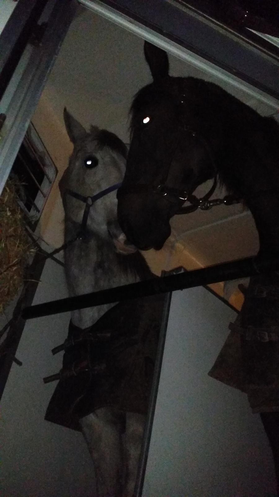 Dansk Varmblod °Cheila Skovly° billede 11