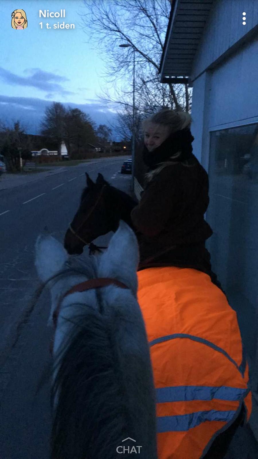 Dansk Varmblod °Cheila Skovly° billede 10