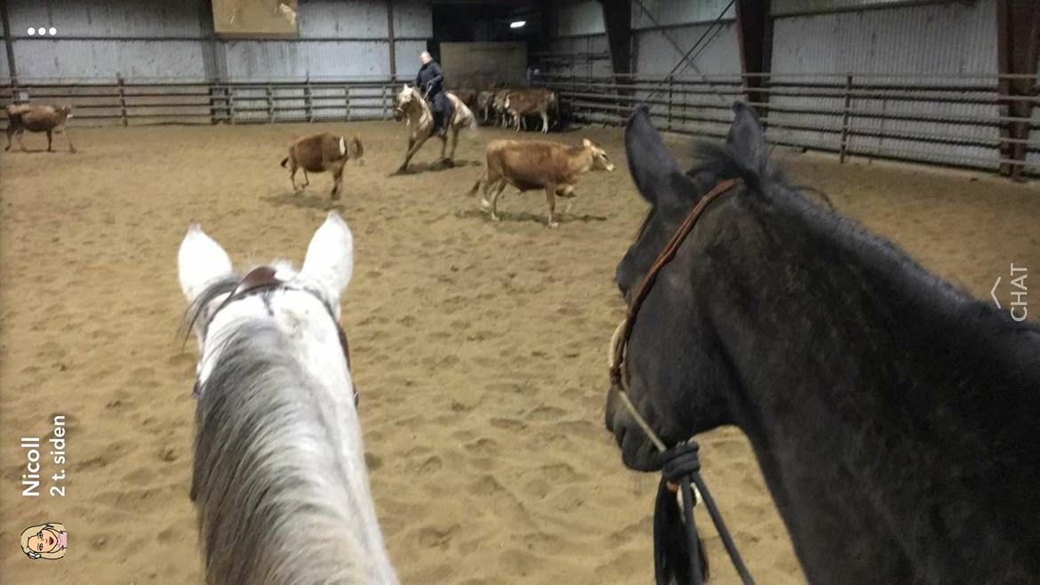 Dansk Varmblod °Cheila Skovly° billede 4