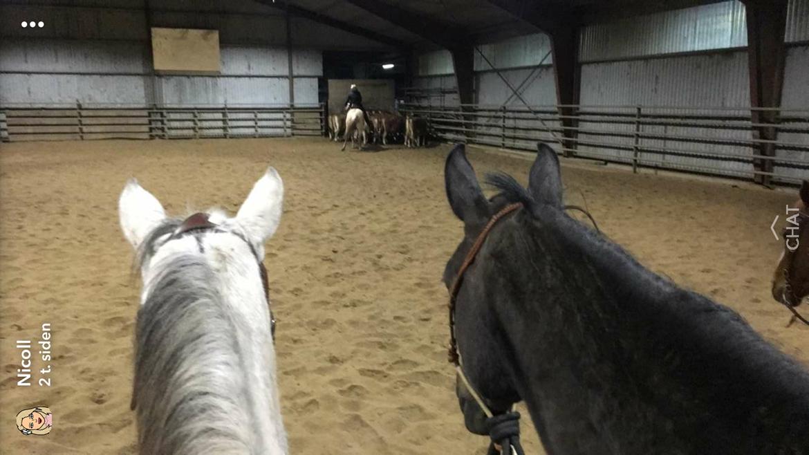 Dansk Varmblod °Cheila Skovly° billede 9