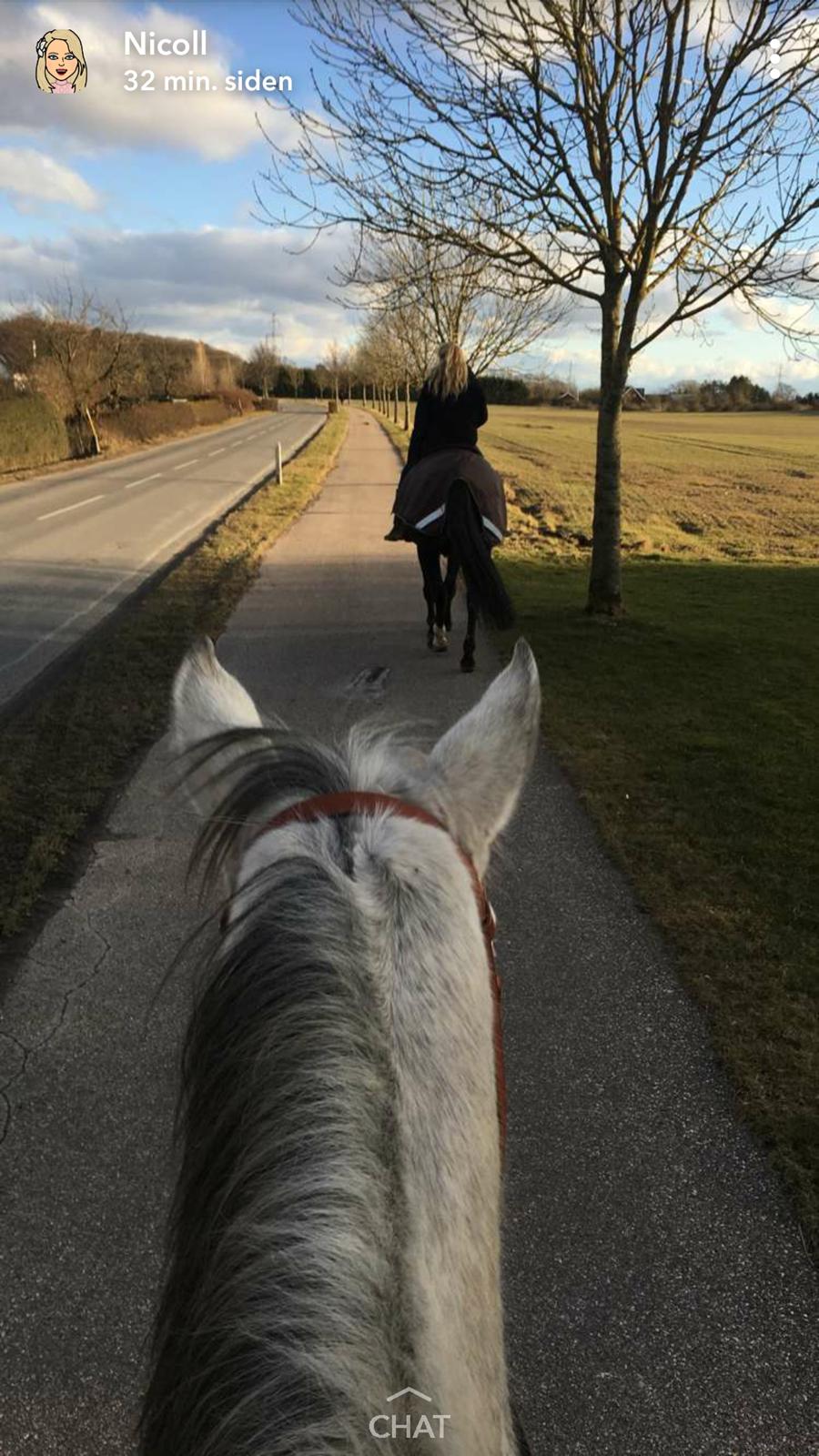 Dansk Varmblod °Cheila Skovly° billede 7