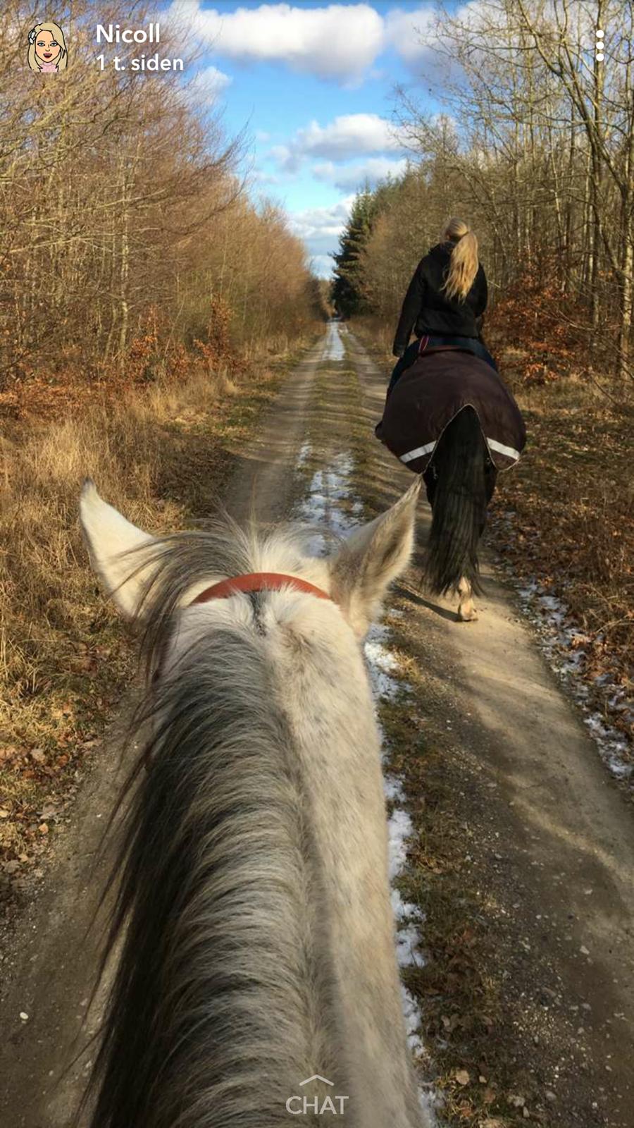 Dansk Varmblod °Cheila Skovly° billede 8