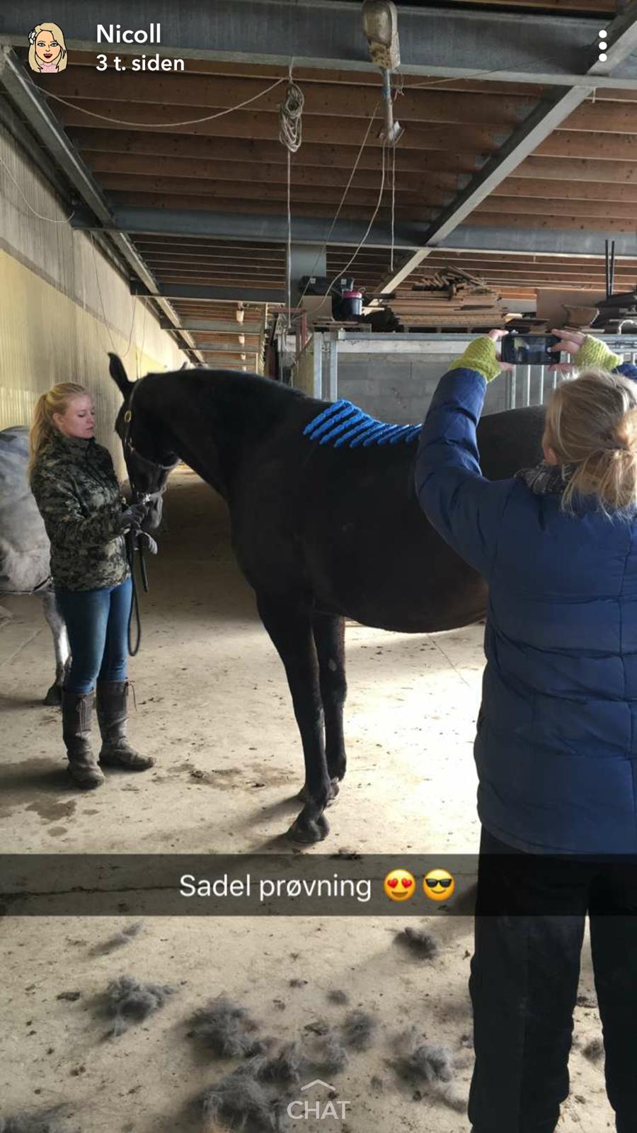 Dansk Varmblod °Cheila Skovly° billede 3