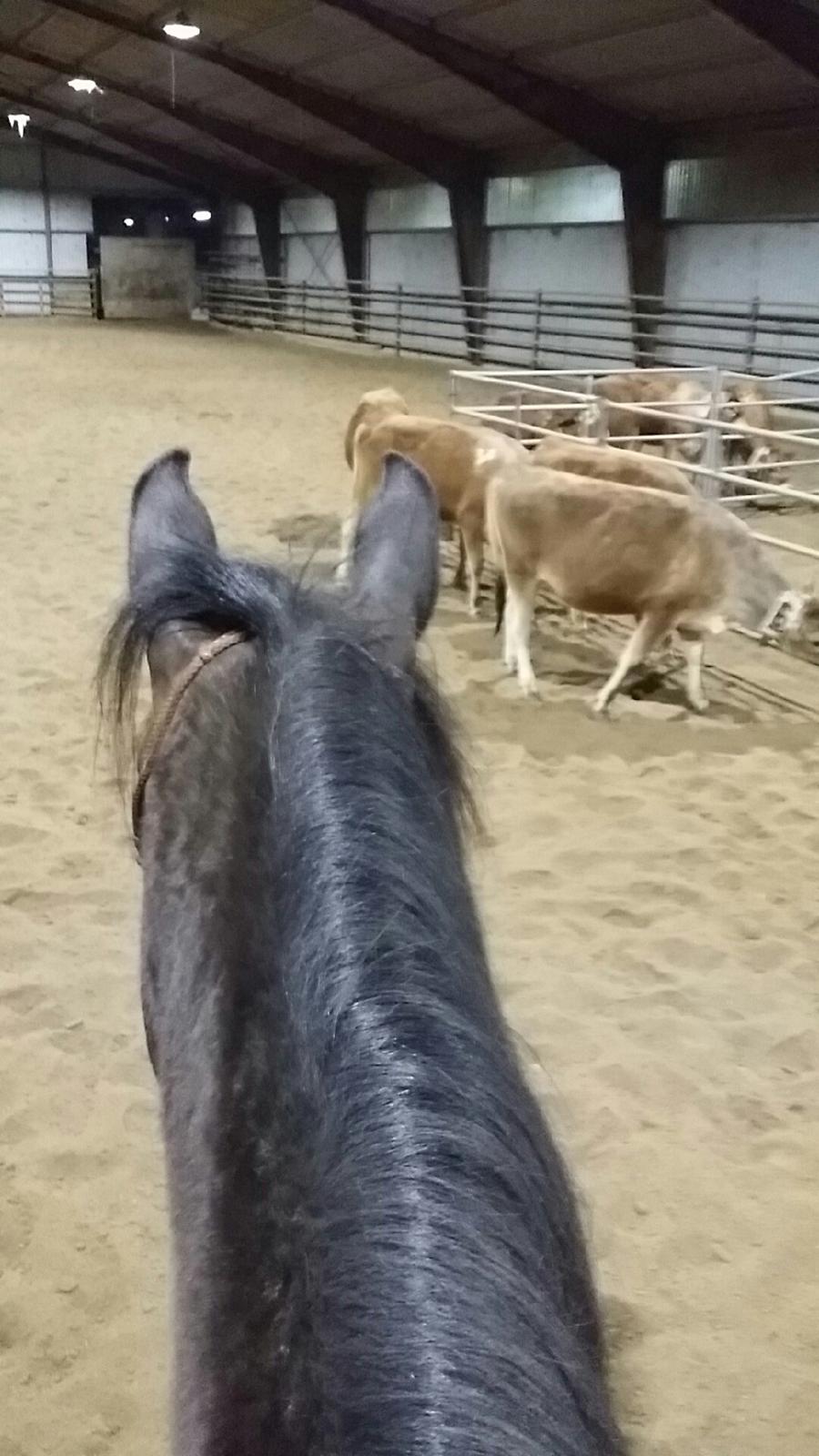 Dansk Varmblod °Cheila Skovly° billede 1