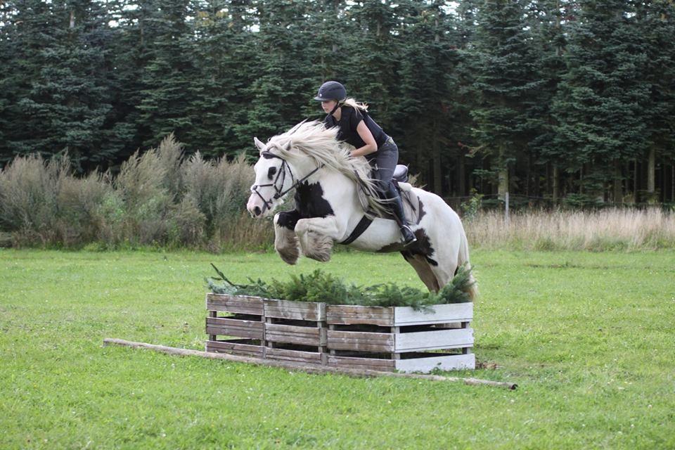 Irish Cob Whiteface (Gypsy) - Part - Jagt/terrænkursus v. Henriette og Rene Kristensen. Foto: Rene Kristensen billede 10