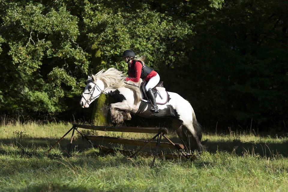 Irish Cob Whiteface (Gypsy) - Part - Jagt i Midtjydsk jagtrideklub 8/10-17 Foto: Jimmy Leen Friis billede 19