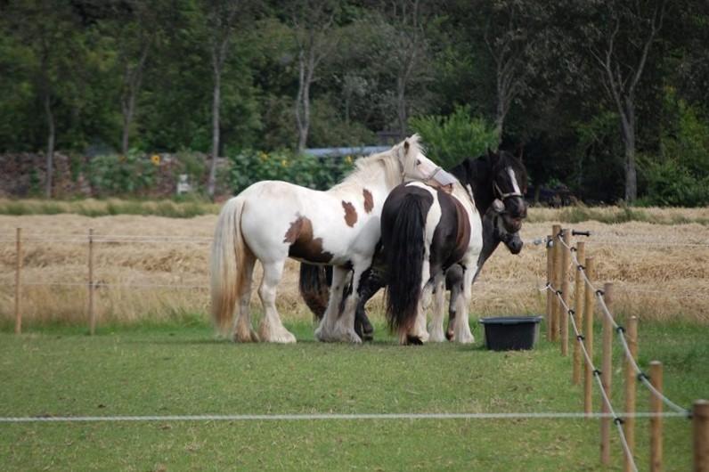 Irish Cob Whiteface (Gypsy) - Part - Fold billede 15