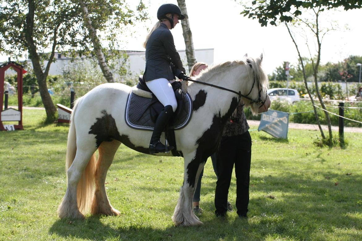 Irish Cob Whiteface (Gypsy) - Part - Stævne Sabro rideklub 3/9-17 billede 18