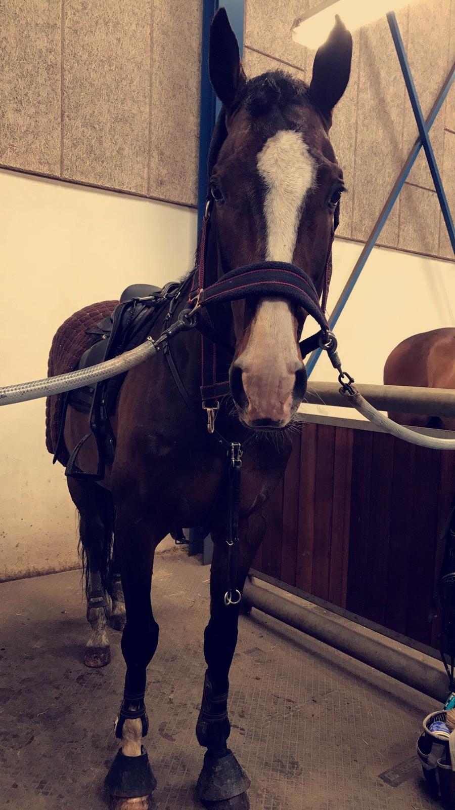 Dansk Varmblod Crumelur kilen billede 3