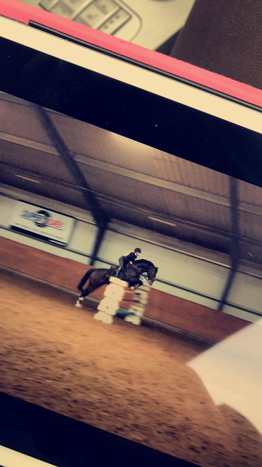 Dansk Varmblod Crumelur kilen billede 4